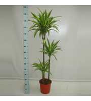 Dracaena Lemon Lime 90-60-30