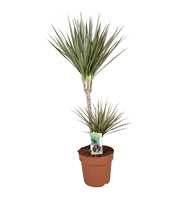 Dracaena Bicolor 45-15