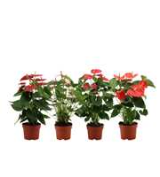 Anthurium 4 color mix in transparant sleeve