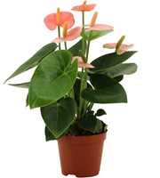 Anthurium Spirit in transparant sleeve