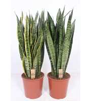 Sansevieria mix