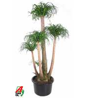 Beaucarnea vertakt P41 - 4ft