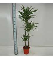 Dracaena Warneckei 90/60/30