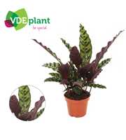 Calathea Insignis 12cm