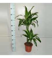 Dracaena Art 45-15