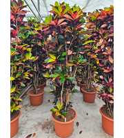 Coadieaum Iceton (Croton Iceton)