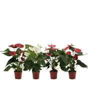 Anthurium 4 color mix transparant sleeve