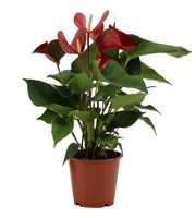 Anthurium Diamond Red in transparant sleeve