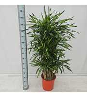 Dracaena Riki 90 vertakt Zwaar