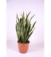 Sansevieria trifasciata 'Laurentii' 115cm