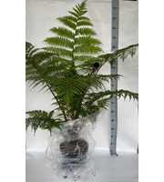 Cyathea Cooperii (Australian Tree Fern)