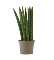 Sansevieria Cylindrica 9 cm Straight