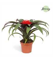 Guzmania Priscilla