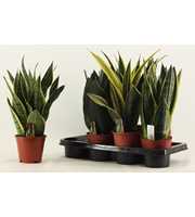 Sansevieria Super mix 14 cm