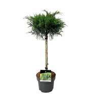 Juniperus pf. 'Mint Julep'