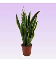 Sansevieria trifasciata 'Laurentii' 75cm
