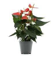 Anthurium Prince of Orange in transparant sleeve