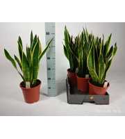 Sansevieria trifasciata 'Laurentii' 65cm