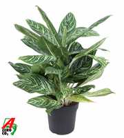 Aglaonema Golden Madonna