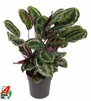 Calathea Medaillon