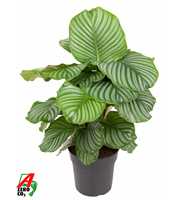 Calathea Orbifolia