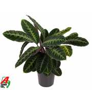 Calathea Warscewiczii