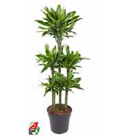 Dracaena Gold Coast 90-carrousel