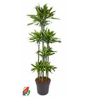 Dracaena Gold Coast 120-carrousel