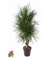 Dracaena Marginata vertakt P31