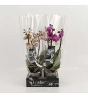 Phalaenopsis gemengd 3 tak gemengd 'shorty' Goddes