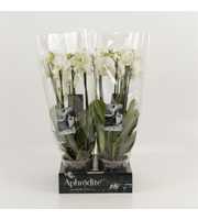 Phalaenopsis overig wit 4 tak wit 'shorty' goddess