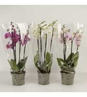 Phalaenopsis gemengd 4 tak gemengd in grijze kweek