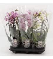 Phalaenopsis overig Vormen mix A2