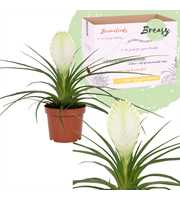 Tillandsia Biancini