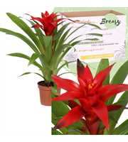 Guzmania Blitz