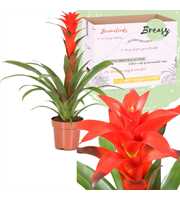 Guzmania Calypso