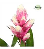 Guzmania Rockyflower Candy