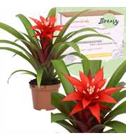 Guzmania Confetti