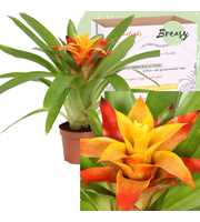 Guzmania Flava