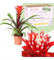 Guzmania Rockyflower Hope