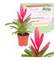 Vriesea Intenso Pink