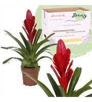 Vriesea Intenso Red