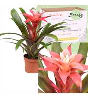 Guzmania Libby