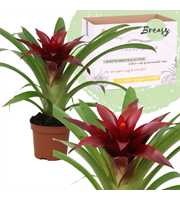 Guzmania Sky