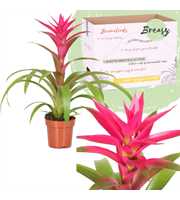 Guzmania Voila