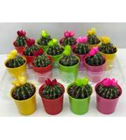 311 Cactus sier kameleon pot 6,5 cm