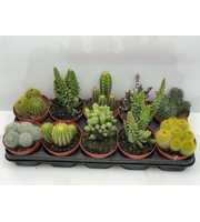 Engeland art.919 Cactus mix 12 cm