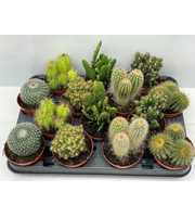 Engeland art.994 Cactus gemengd 8,5 cm