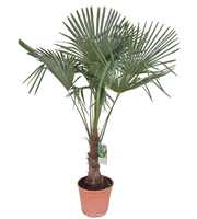 Trachycarpus fortunei P32