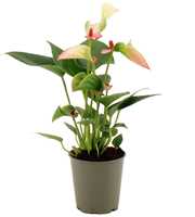 Anthurium Pearl Matata in transparant sleeve